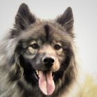 Eurasier