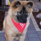 Eurasier