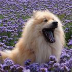 Eurasier