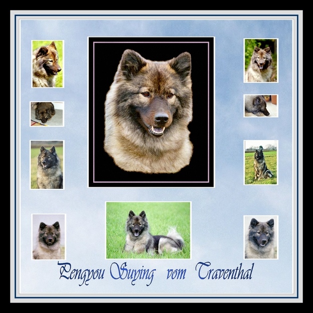 Eurasier Collage