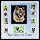 Eurasier Collage