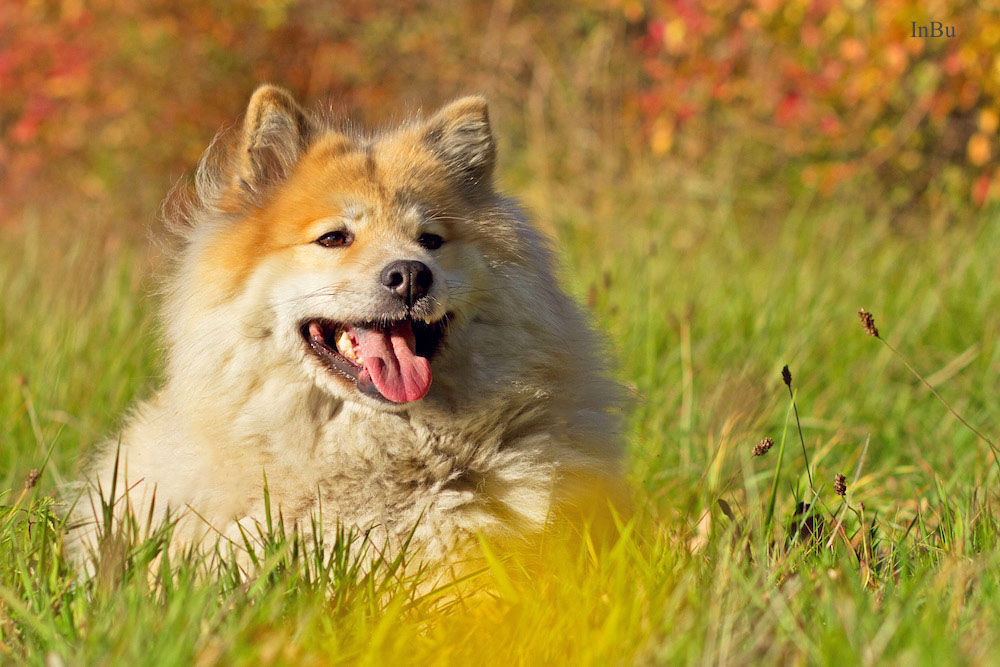 Eurasier Dame