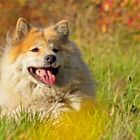 Eurasier Dame