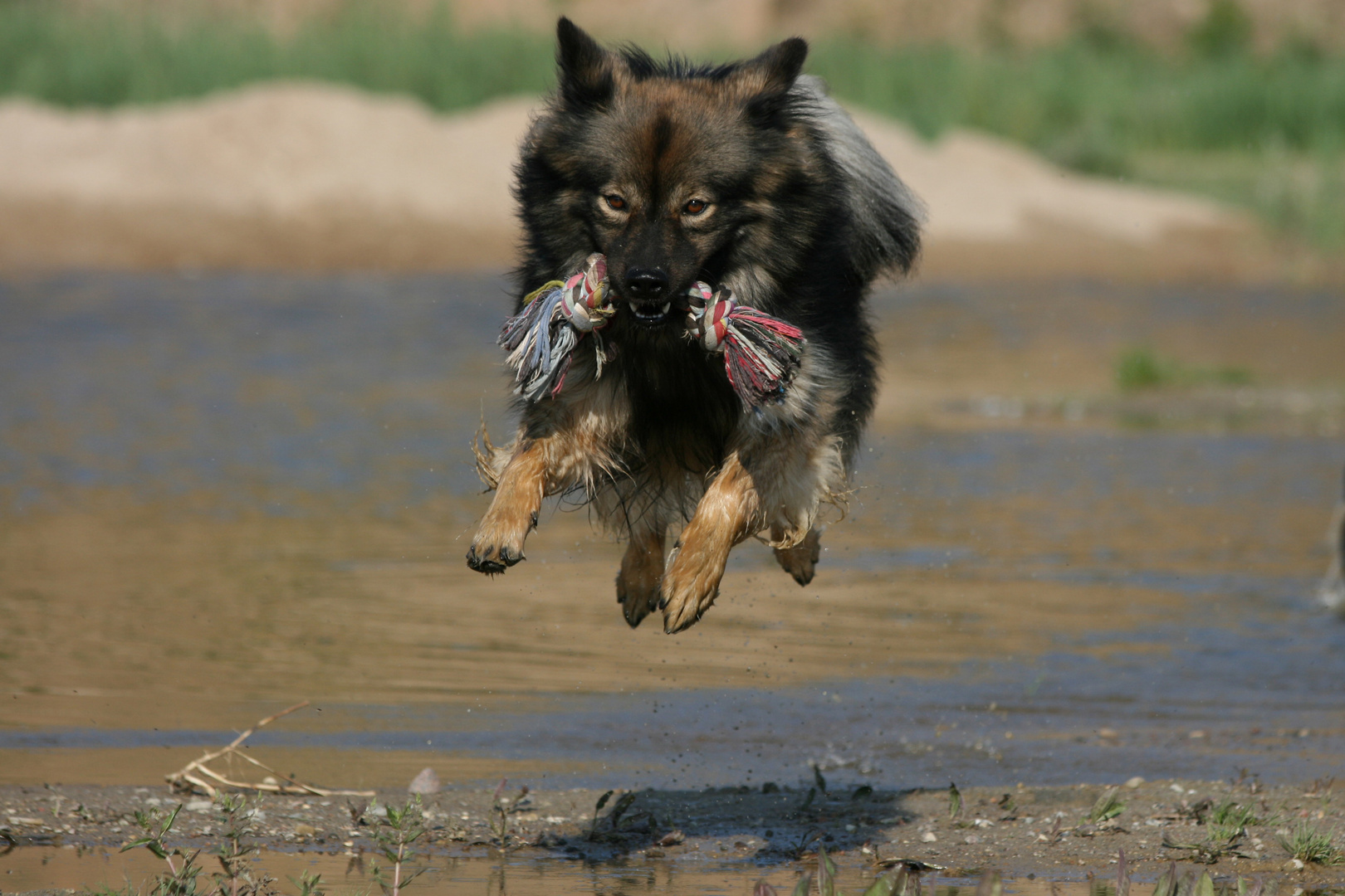 Eurasier, Davinci