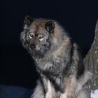 Eurasier Destiny