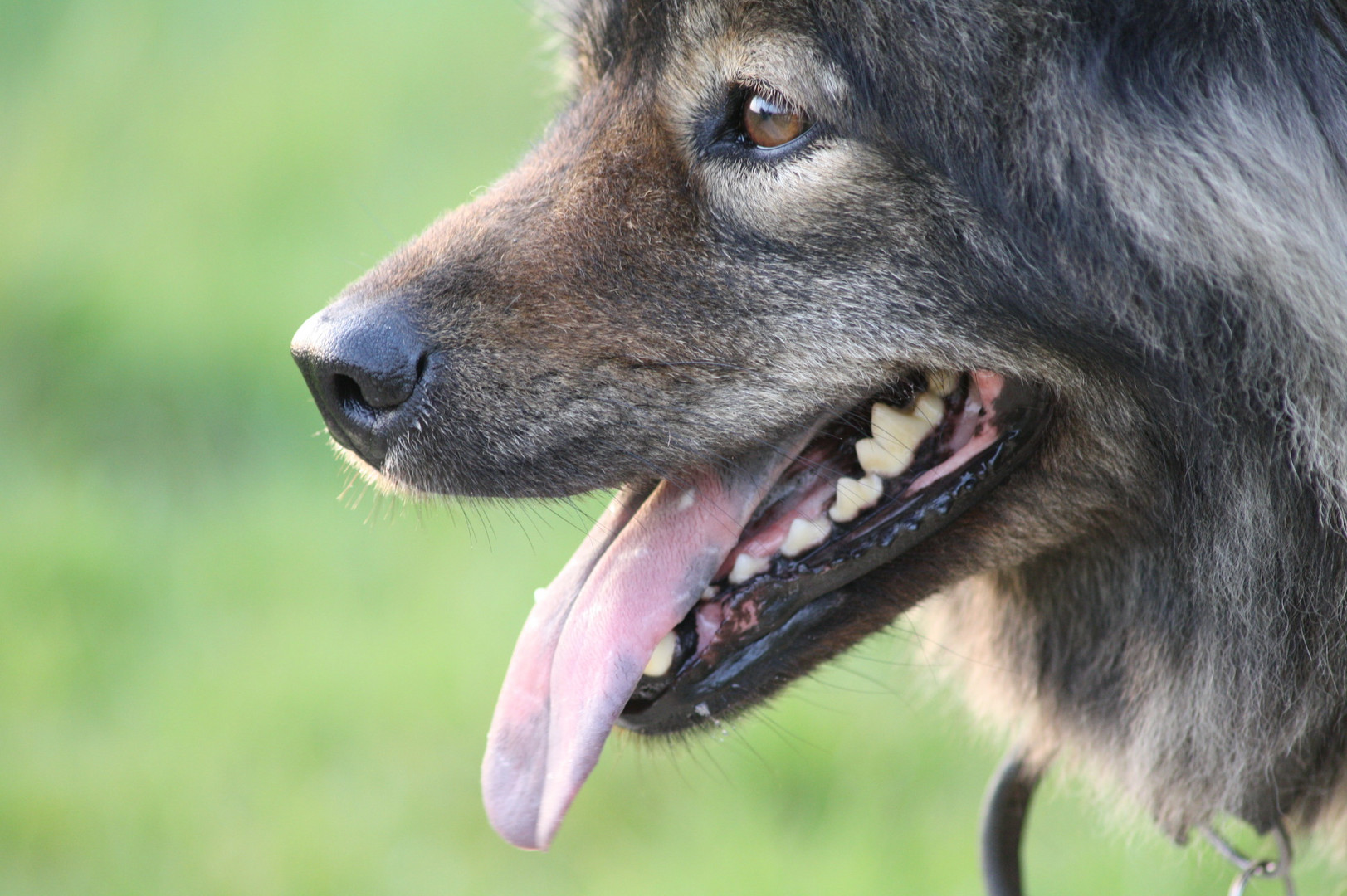 Eurasier Destiny