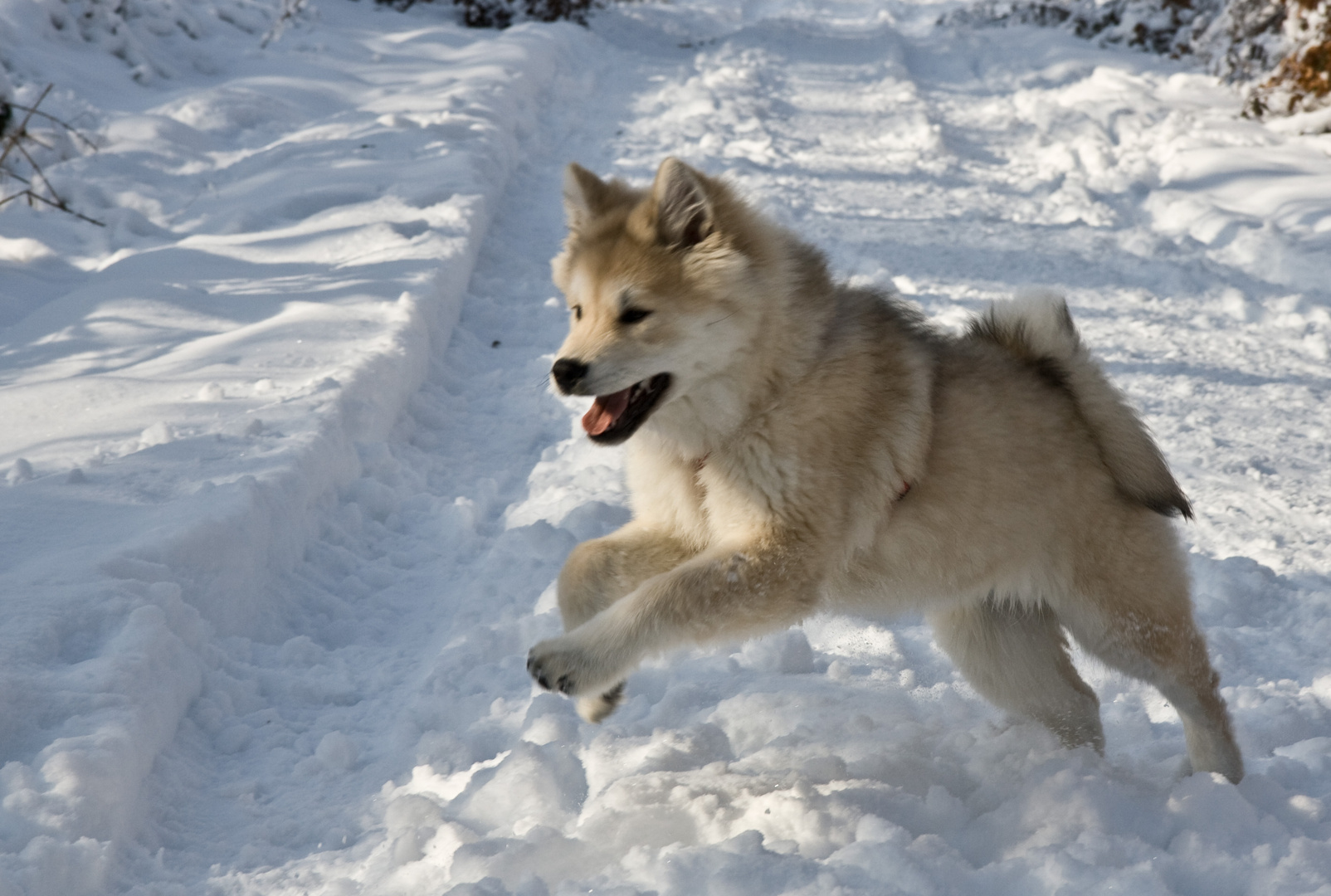 eurasier doggy