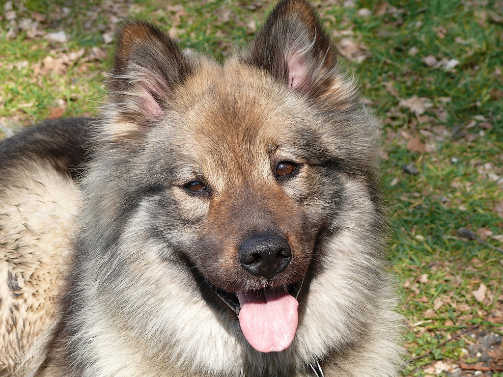 Eurasier