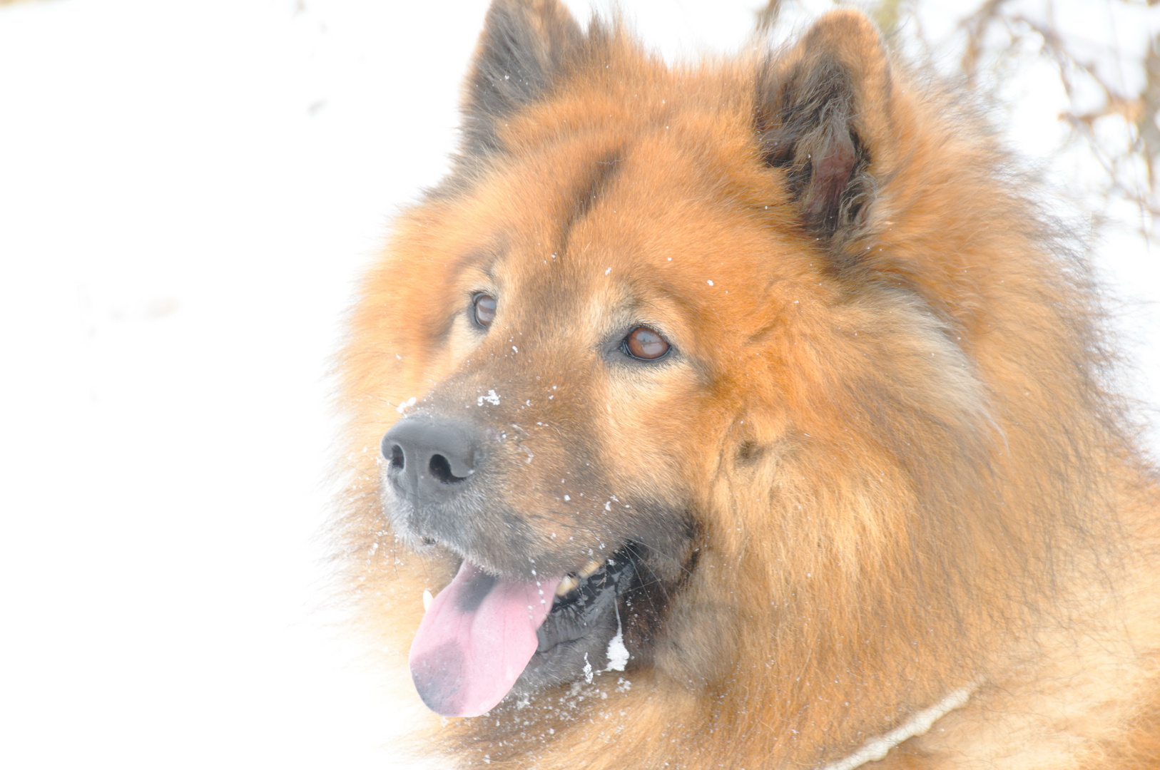 Eurasier