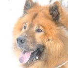 Eurasier