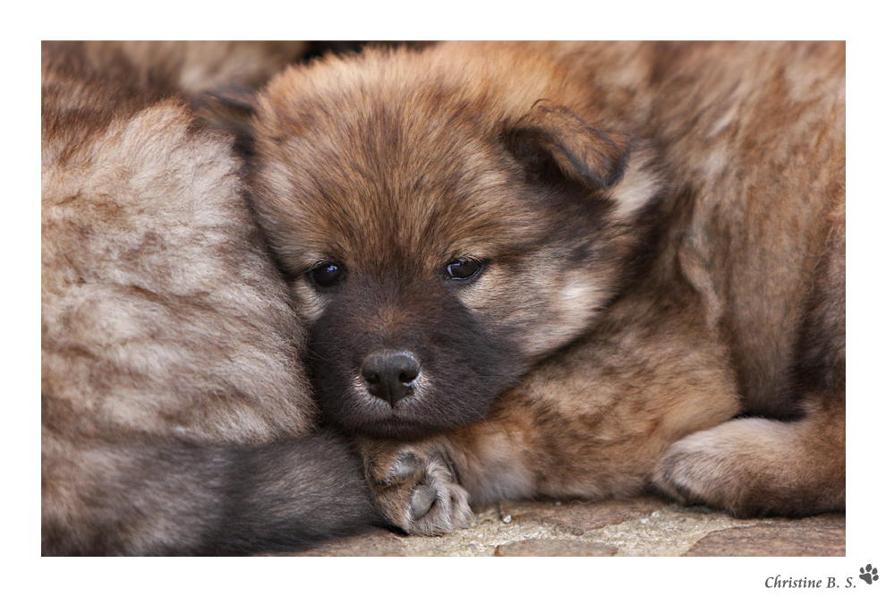 Eurasier...