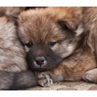 Eurasier...