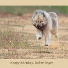 Eurasier-Express