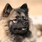 Eurasier