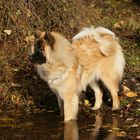 Eurasier