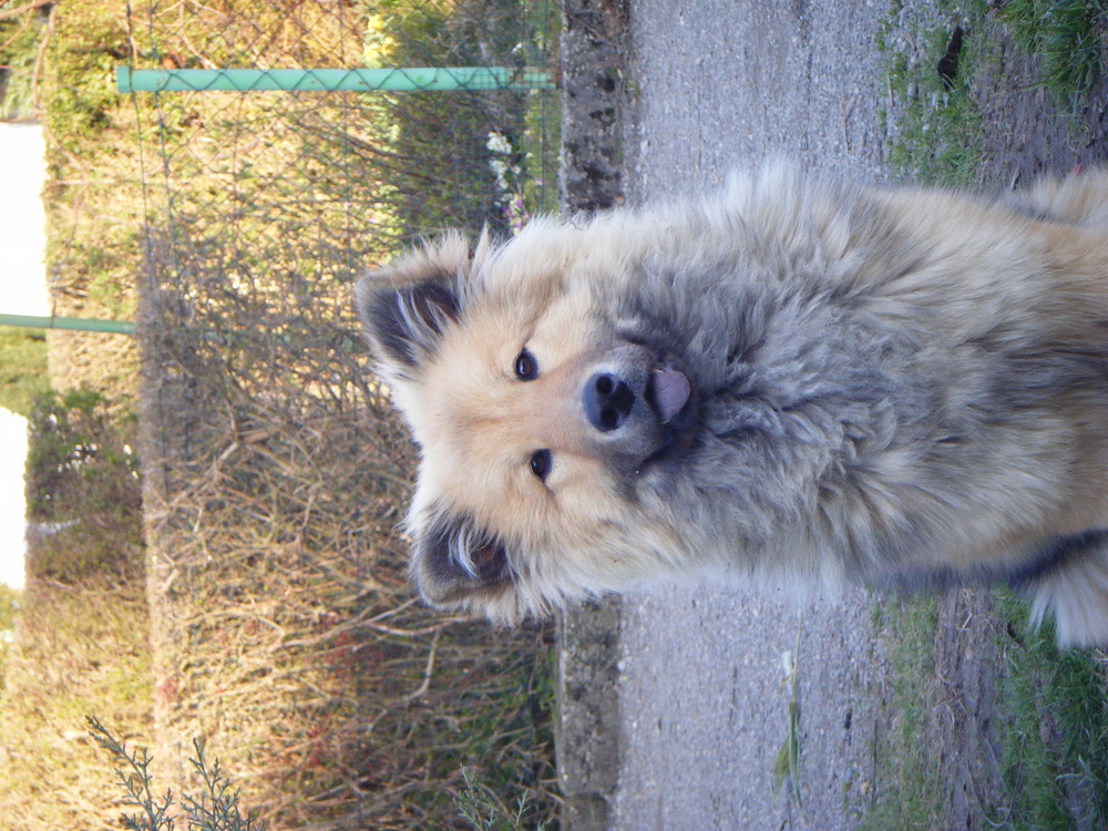 Eurasier Fenja