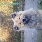 Eurasier Fenja