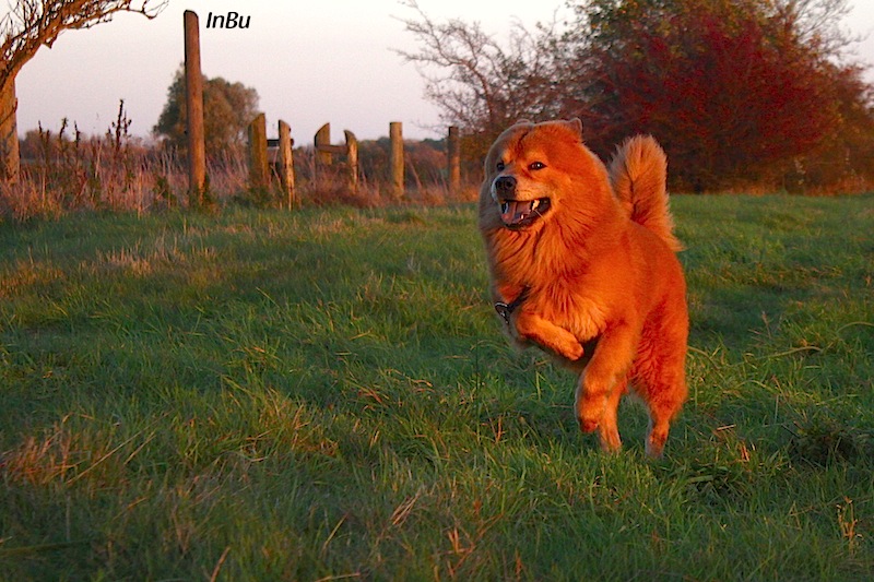 Eurasier Freude