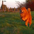 Eurasier Freude