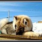 Eurasier grüßt aus Kanada