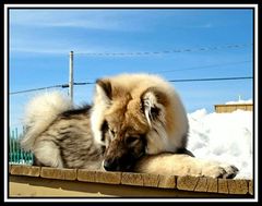 Eurasier grüßt aus Kanada