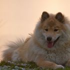 Eurasier Hündin 1