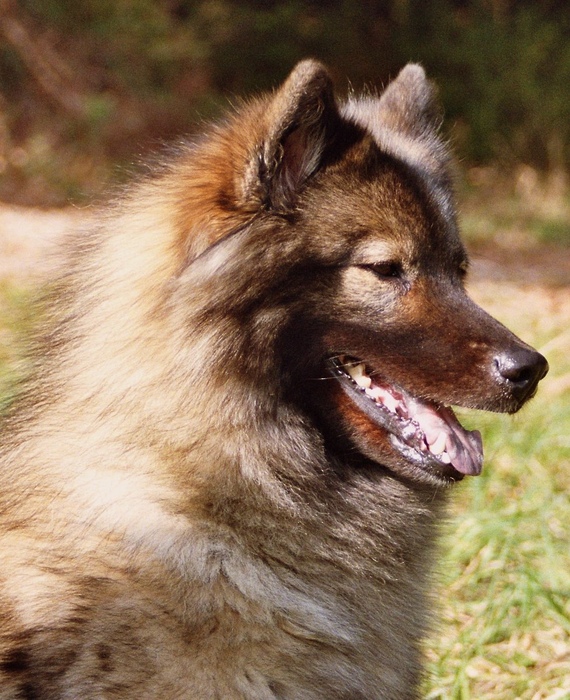 Eurasier Hündin