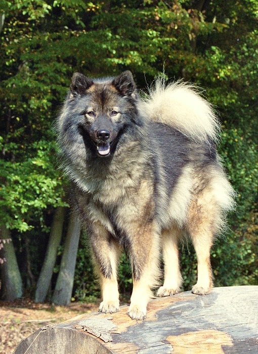 Eurasier Hündin