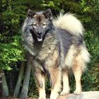 Eurasier Hündin