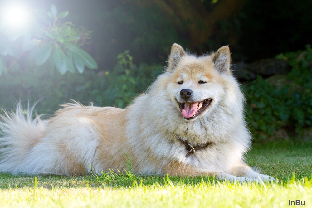 Eurasier Hündin