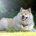 Eurasier Hündin