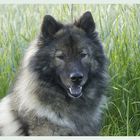 Eurasier Hündin