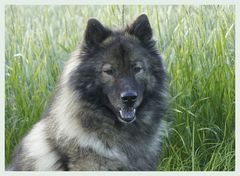 Eurasier Hündin