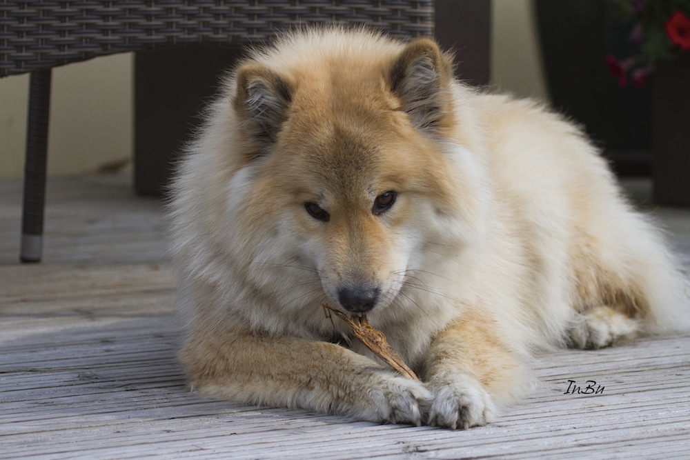 Eurasier Hündin Airi