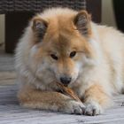 Eurasier Hündin Airi