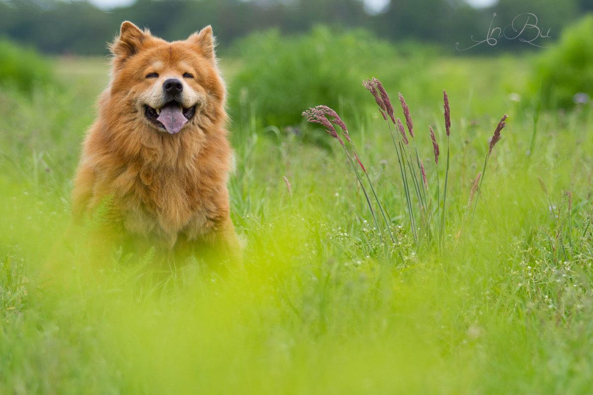 Eurasier im Grünen