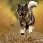 Eurasier im Herbst 