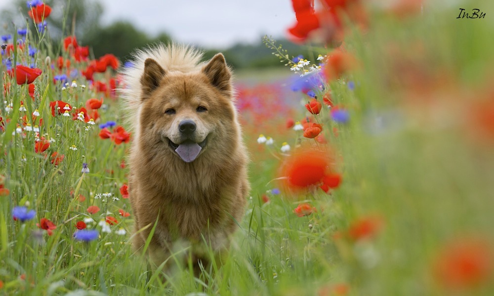 Eurasier im Korn- und Mohnblumenfeld