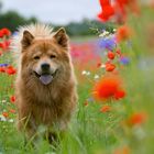 Eurasier im Korn- und Mohnblumenfeld