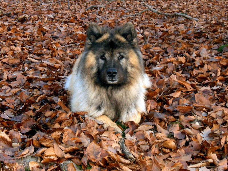 Eurasier im Laubbett