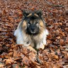 Eurasier im Laubbett