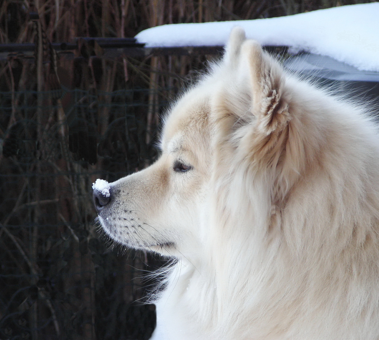 Eurasier im Schnee