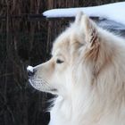 Eurasier im Schnee