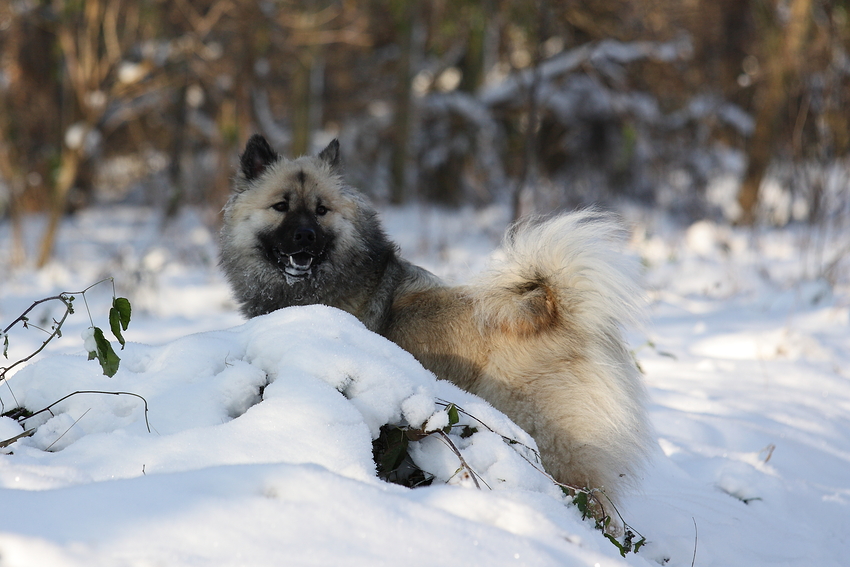 Eurasier im Schnee