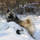 Eurasier im Schnee