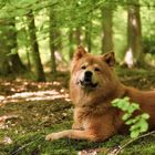 Eurasier im Wald