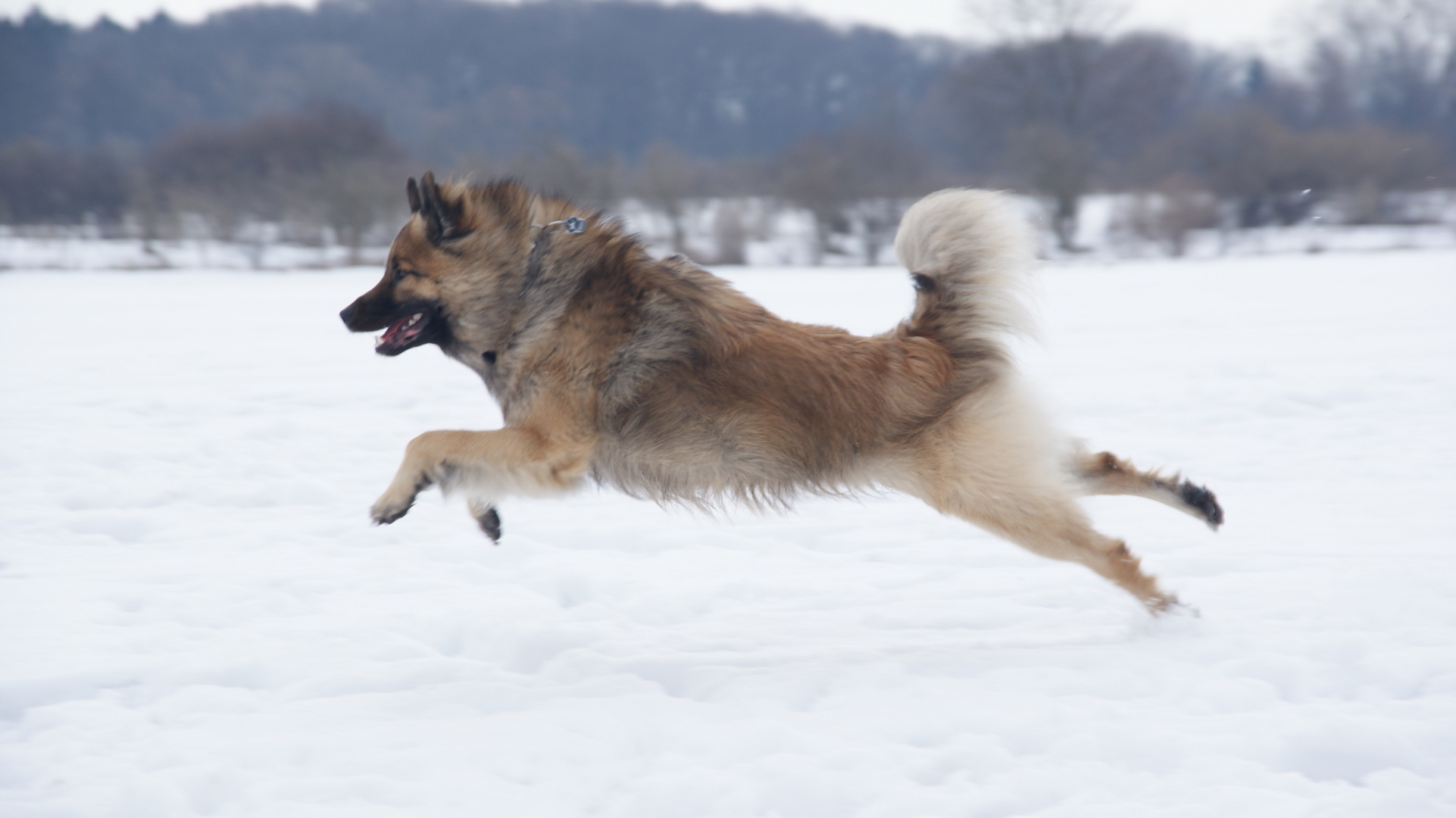 Eurasier in Bewegung