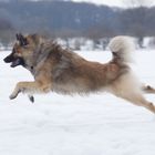 Eurasier in Bewegung