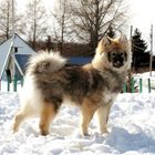 Eurasier in Kanada