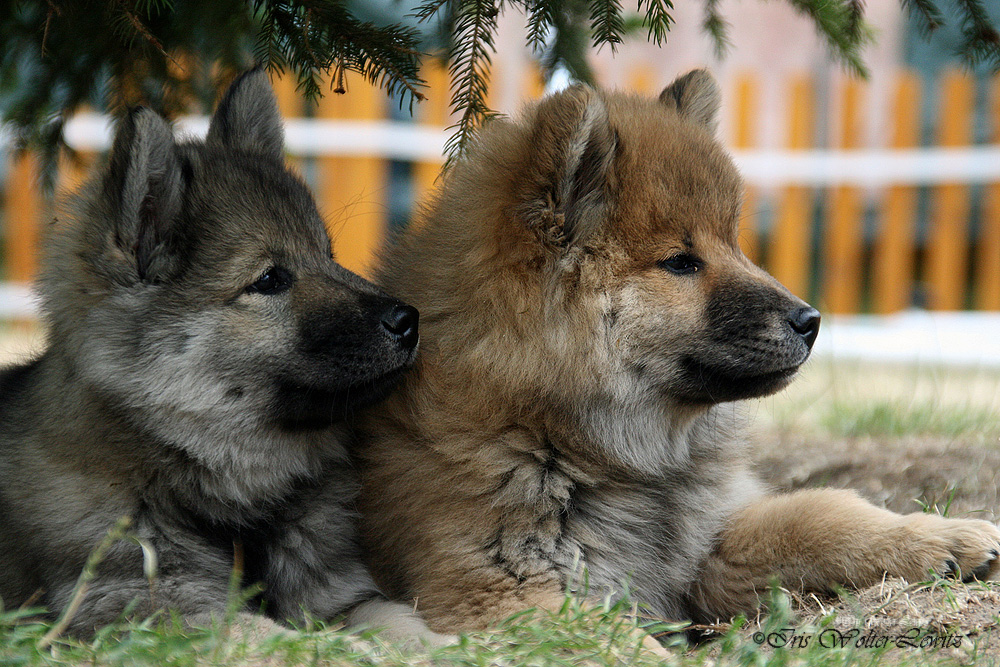 Eurasier Kalender 2009